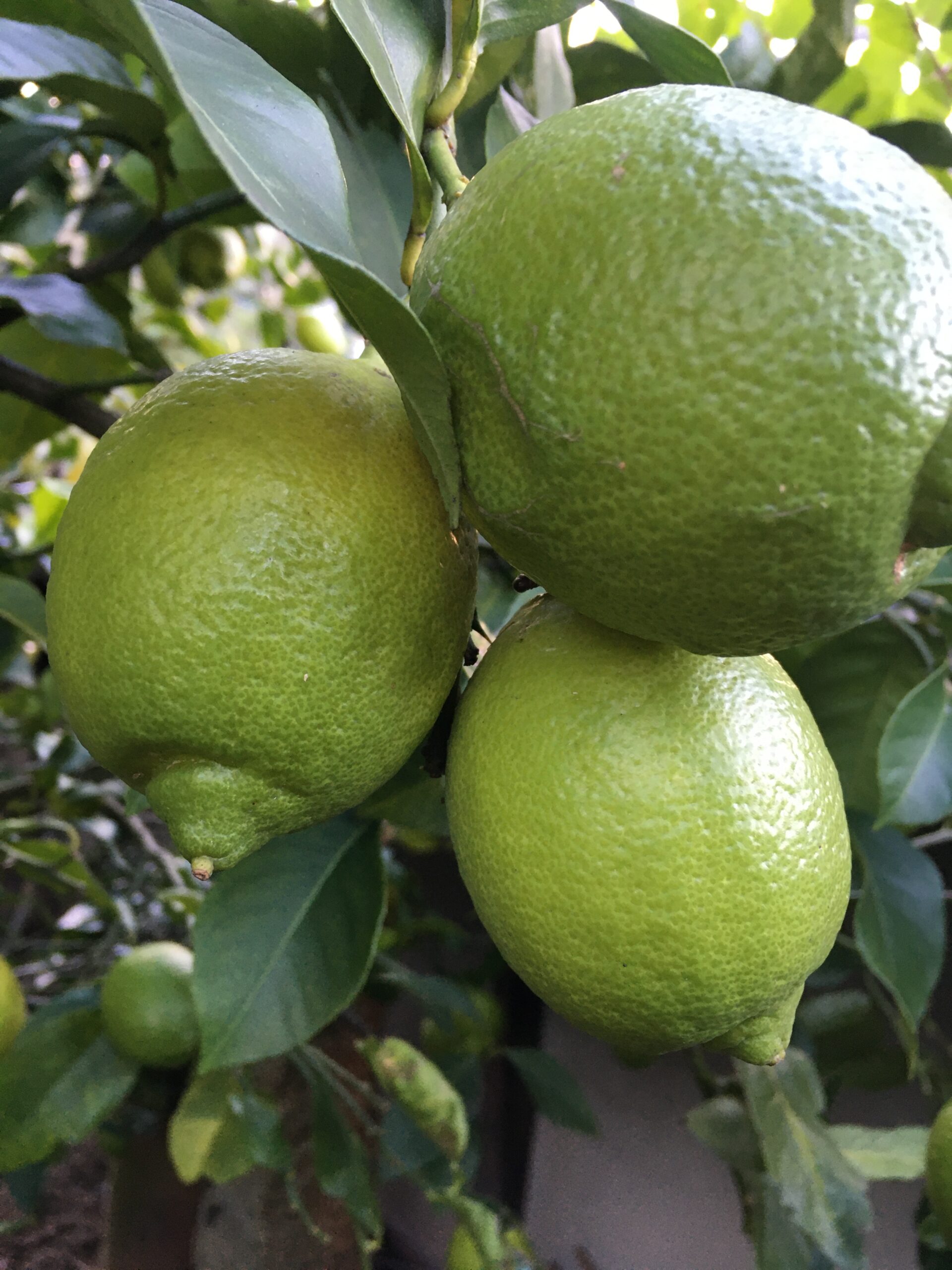 日本語ではカタカナのレモン Lemon は英語と漢字の檸檬は中国語です マリアイネスえかきのつま