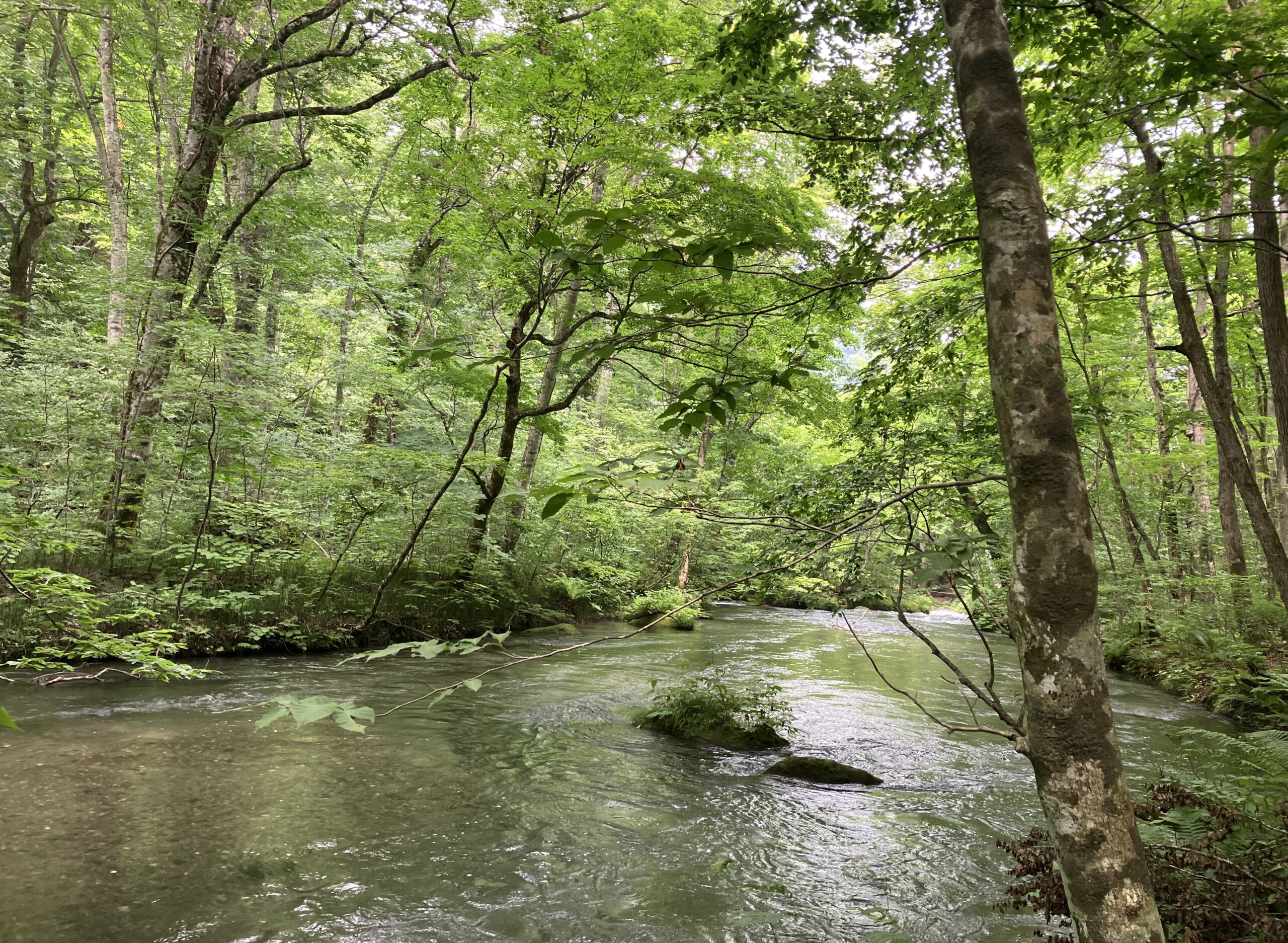 ギネスにも載った世界で最も歌われている曲 [Happy Birthday to you]